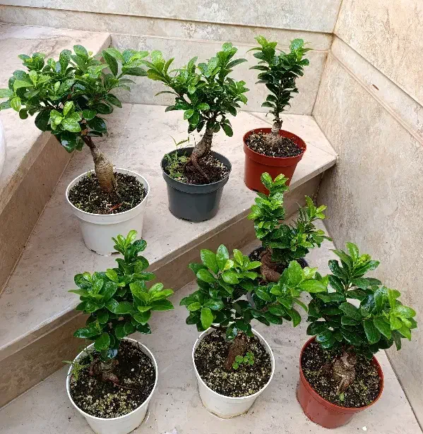 150تا200|گل و گیاه طبیعی|نیشابور, شهید بهشتی|دیوار