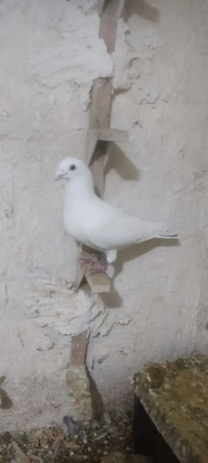 کبوتر پرنده|پرنده|مرودشت, نقش رستم|دیوار