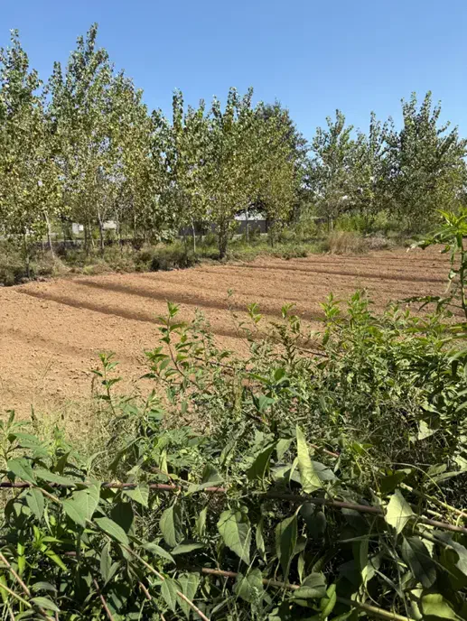 فروش زمین ۴۵۰۰ متری در پیله داربن|فروش زمین و ملک کلنگی|رشت, پیله داربن|دیوار