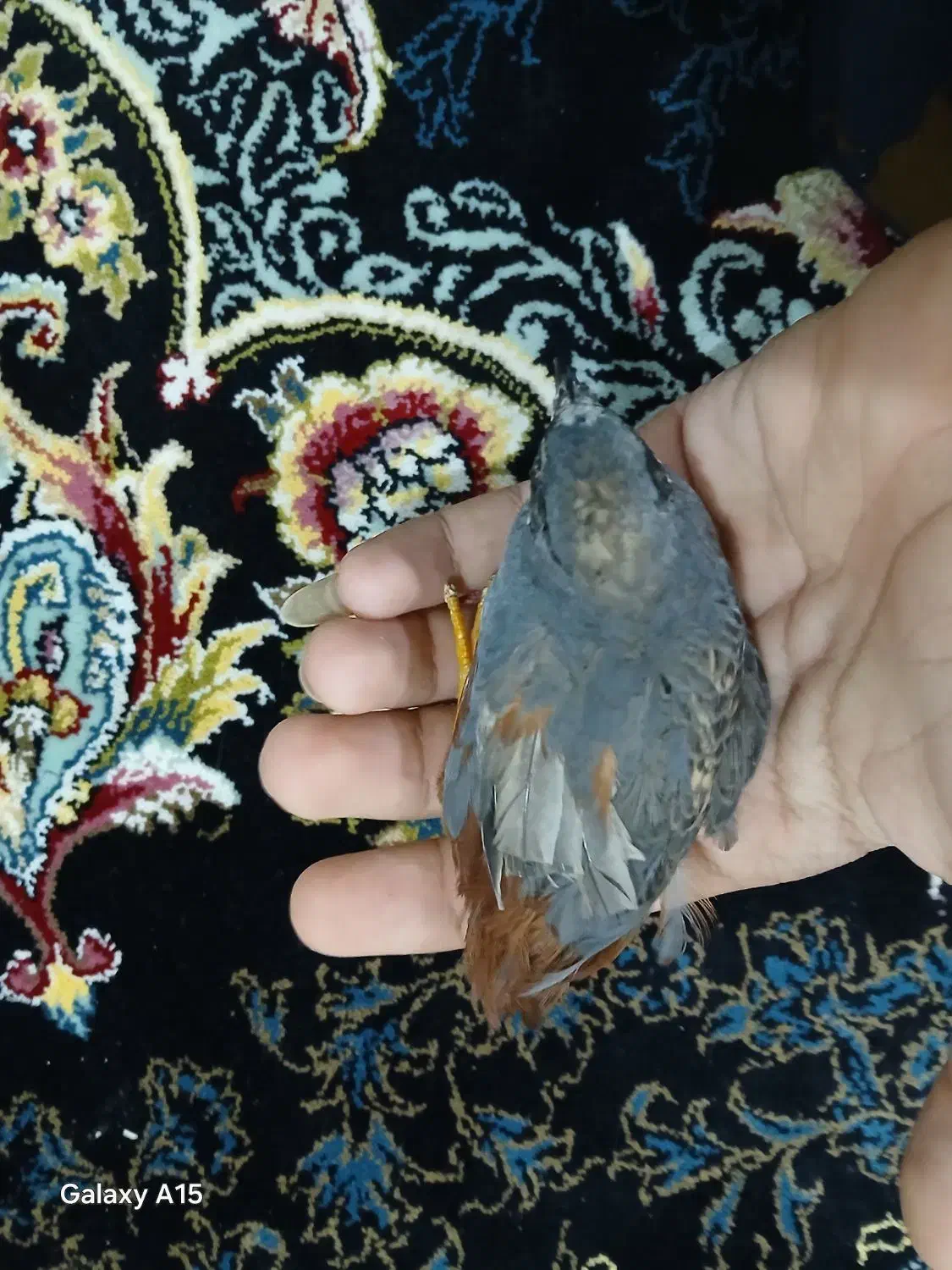 اسپیکر|پخشکننده همراه|زاهدان, |دیوار