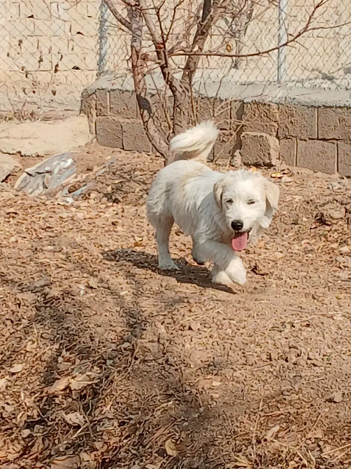 سگ پاپی|سگ|برخوار, |دیوار