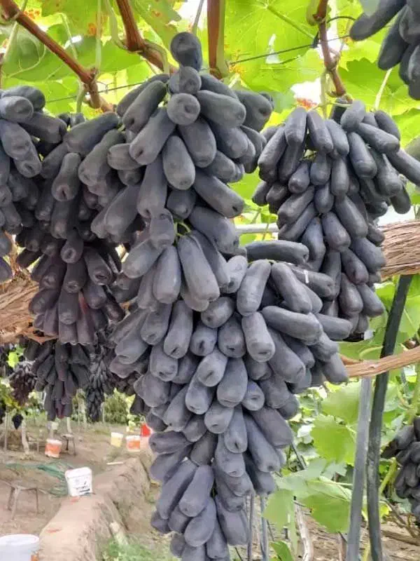 خرید نهال با کیفیت تضمین شده|خدمات باغبانی و درختکاری|مشهد, آیت الله کاشانی|دیوار