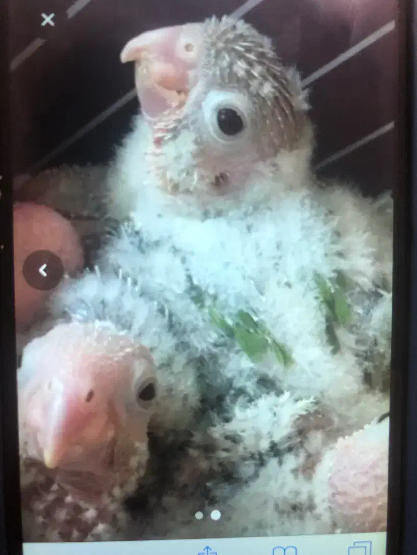 جوجه سرلاکی گرینچیک|پرنده|یزد, |دیوار