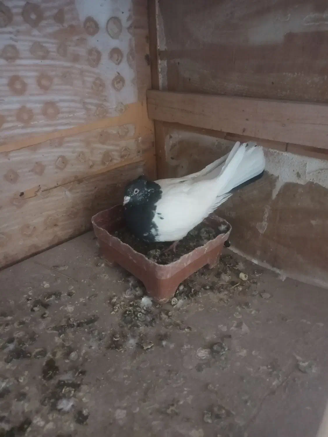 کبوتر کله سیاه بازی دار|پرنده|اهر, |دیوار