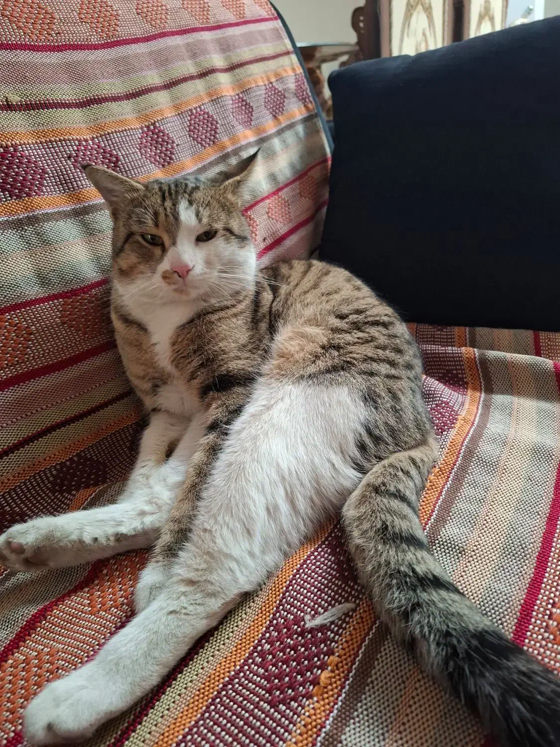 گربه گمشده|حیوانات|اصفهان, شهرک کاوه|دیوار