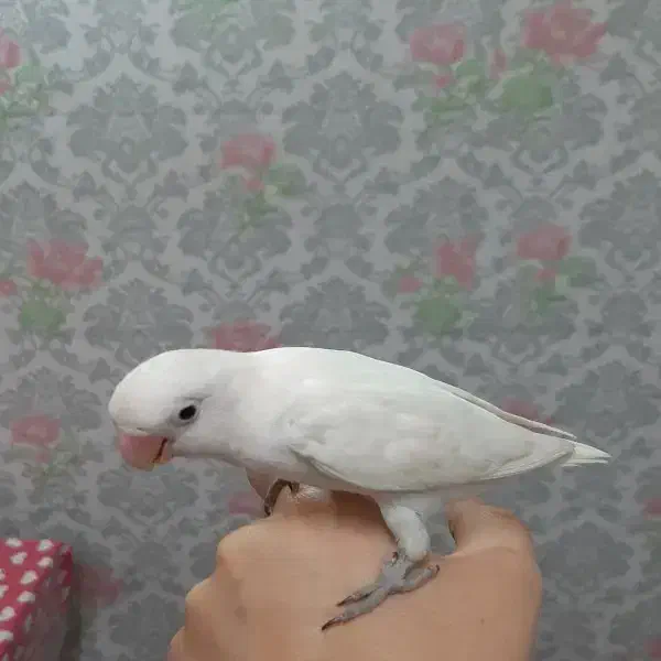 طوطی کوتوله برزیلی|پرنده|جم, |دیوار