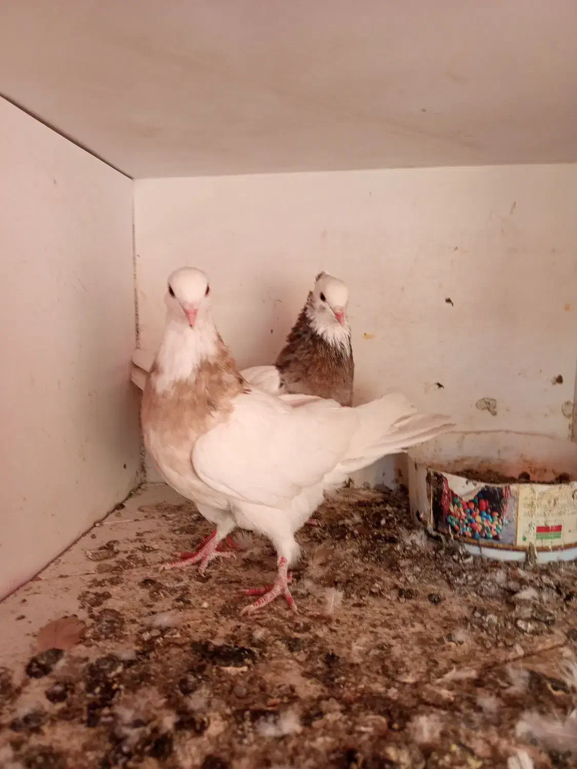 کفتر طوقی پشتار|پرنده|تهران, مرادآباد|دیوار