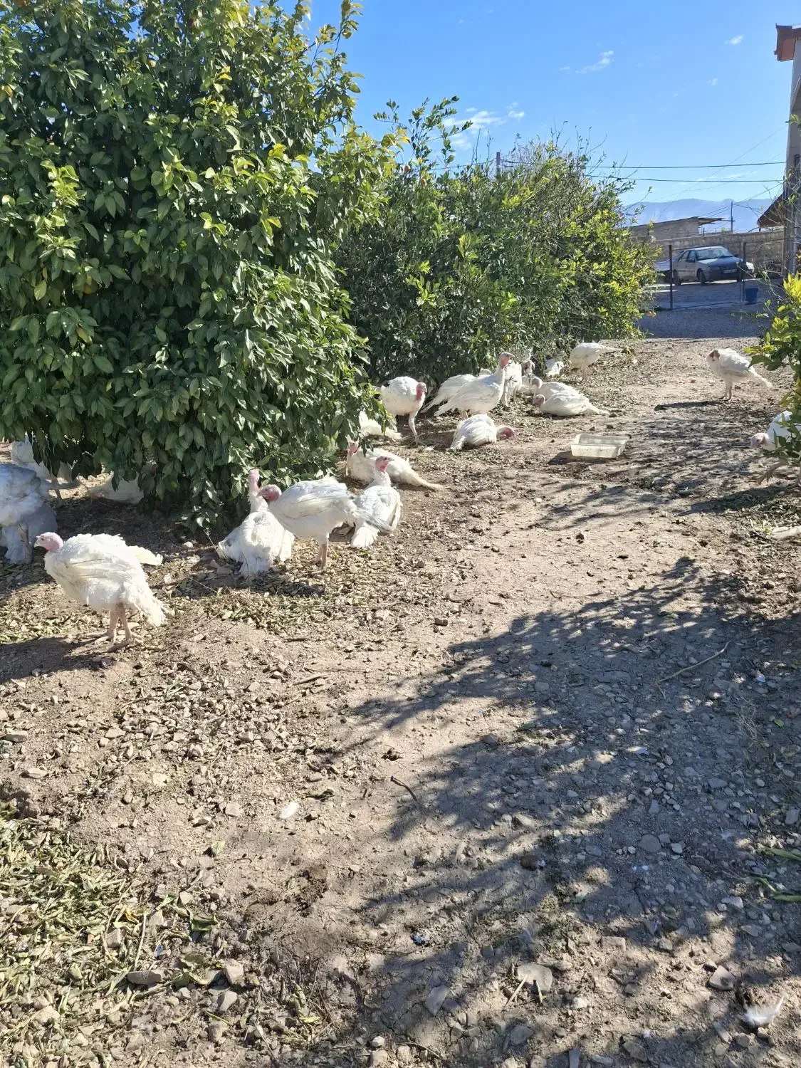 فروشی بوقلمون بیوتی گوشتی|حیوانات مزرعه|سرپل ذهاب, |دیوار