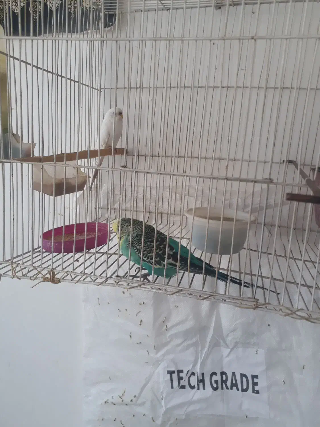 مرغ عشق|پرنده|بیرجند, |دیوار