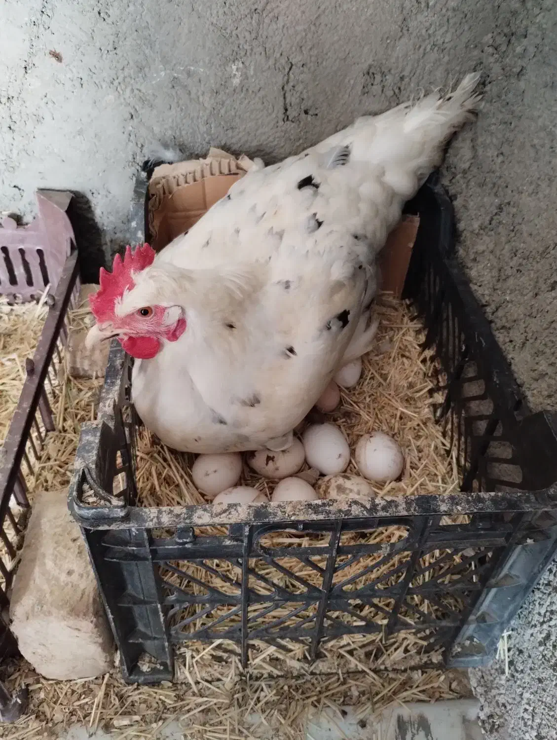 تخم مرغ گلین|حیوانات مزرعه|محمدشهر, ولدآباد|دیوار