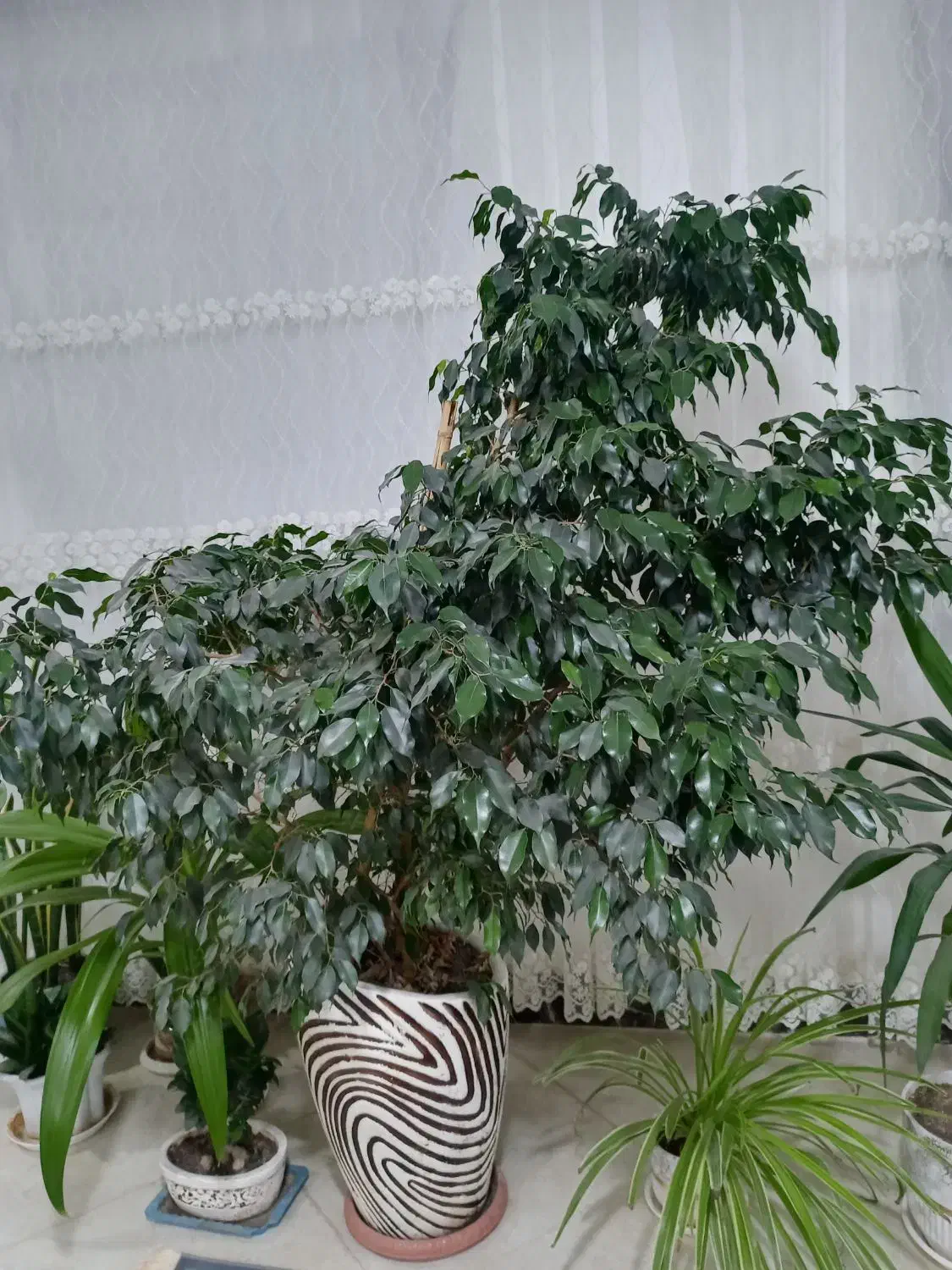 گل اپارتمانی بنجامین بزرگ|گل و گیاه طبیعی|زرندیه, |دیوار