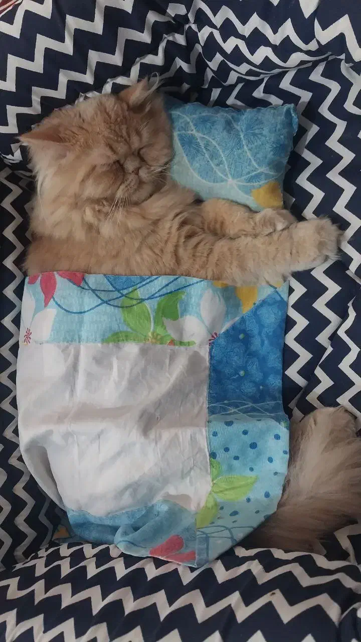 گربه پرشین فلت اصیل|گربه|اصفهان, بهارستان|دیوار