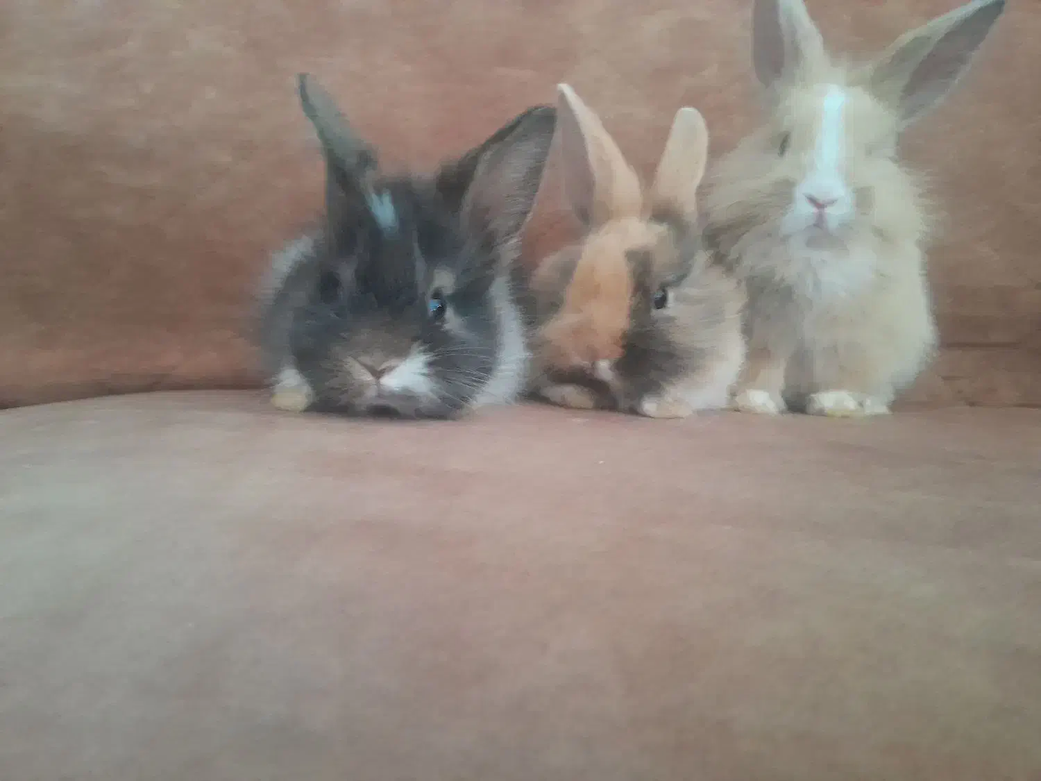 خرگوش فروشی دونه ۳۵۰|موش و خرگوش|نصر آباد, |دیوار