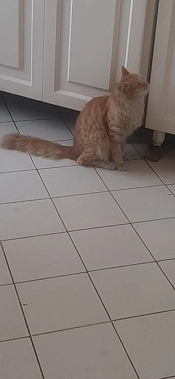 گربه حرف گوش کن و تمیز و با ادب|گربه|تهران, افسریه شمالی|دیوار