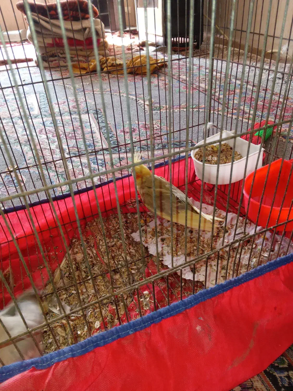 جهت معاوضه غیرازکبوتر کاملا دستی نروماده|پرنده|فلاورجان, |دیوار