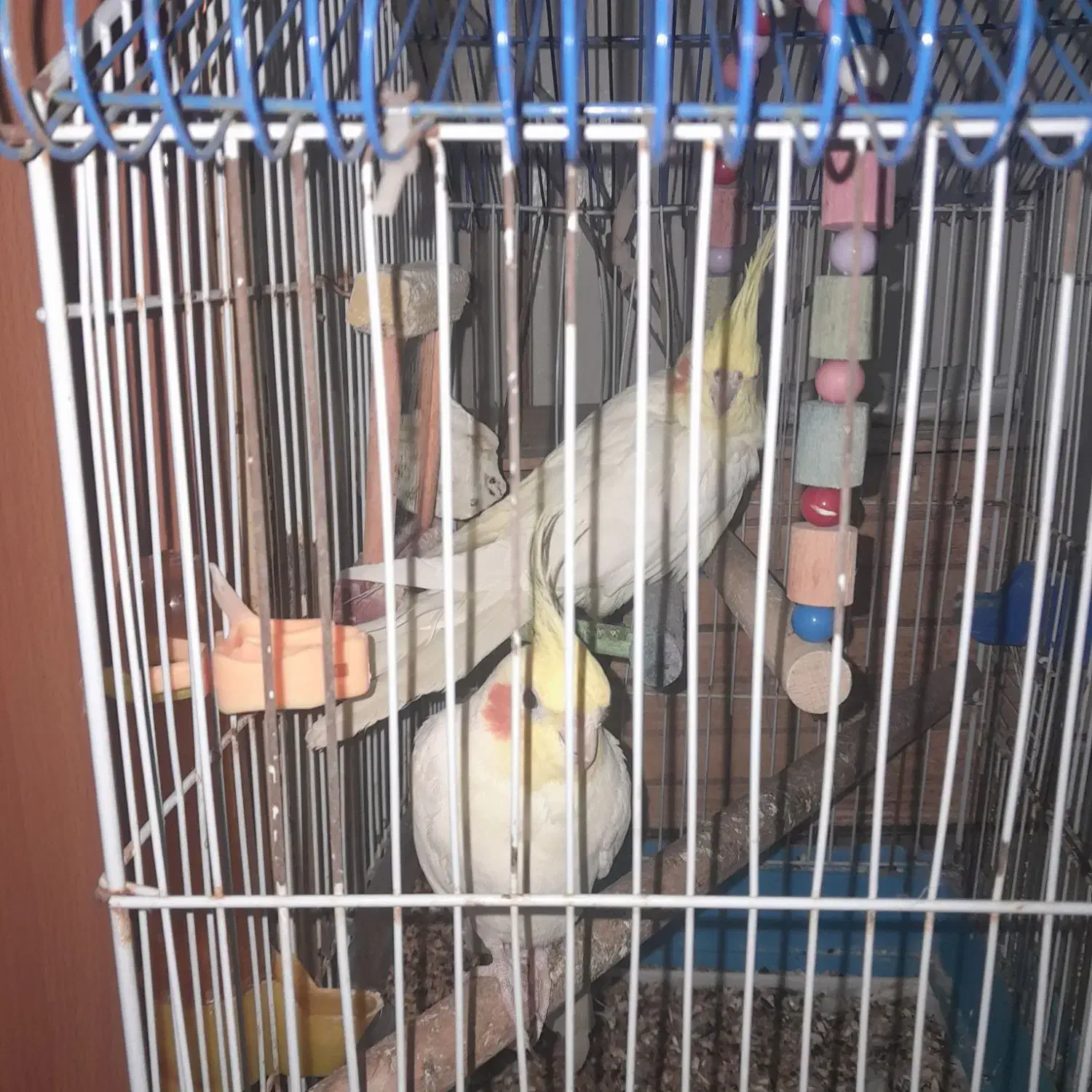 یه جفت عروس لوتینو مولد سخنگو|پرنده|چغادک, |دیوار