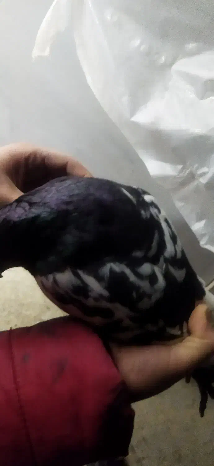 کفتر|پرنده|شاهینشهر, گرگاب|دیوار