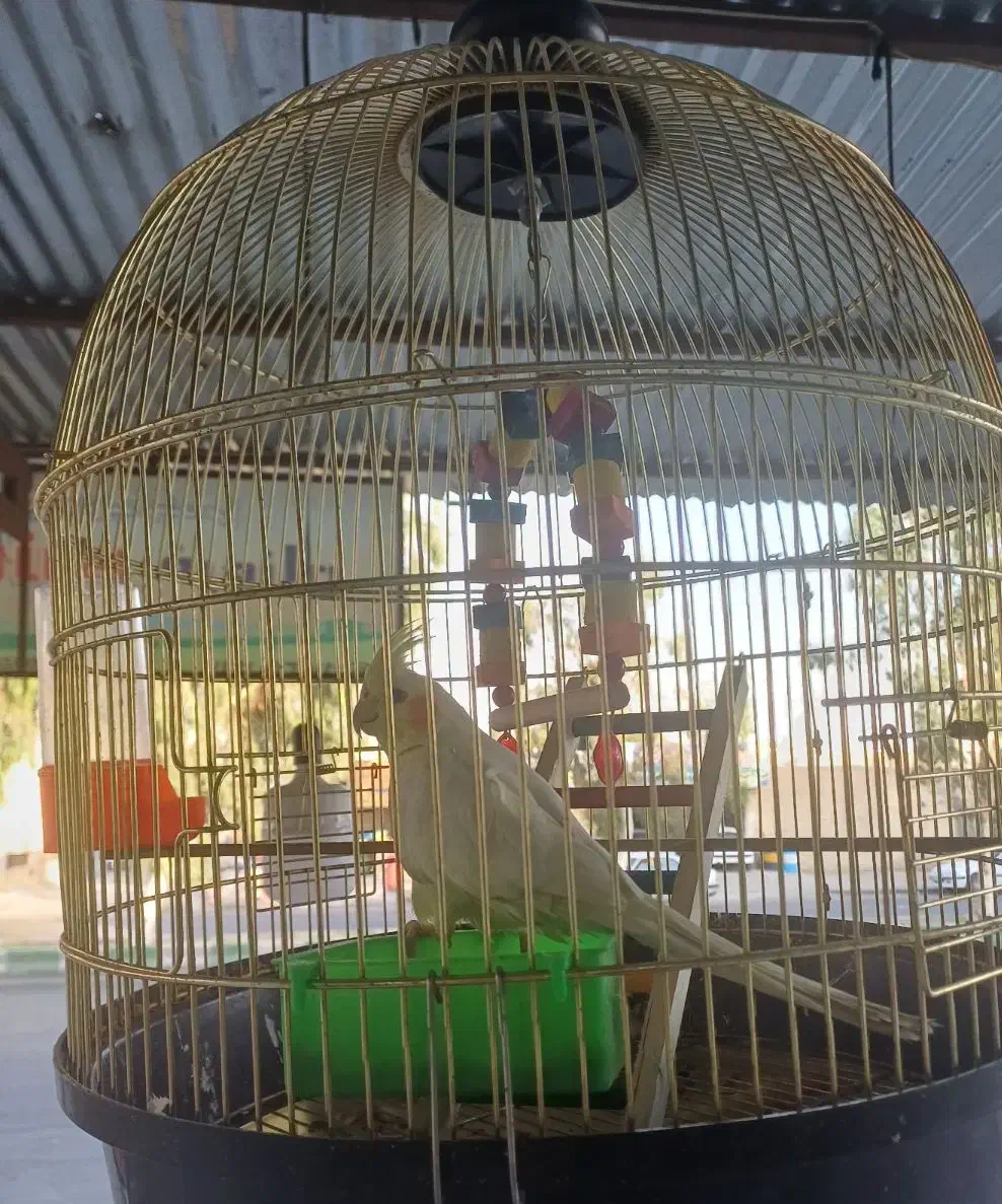 عروس هلندی|پرنده|زاهدان, |دیوار