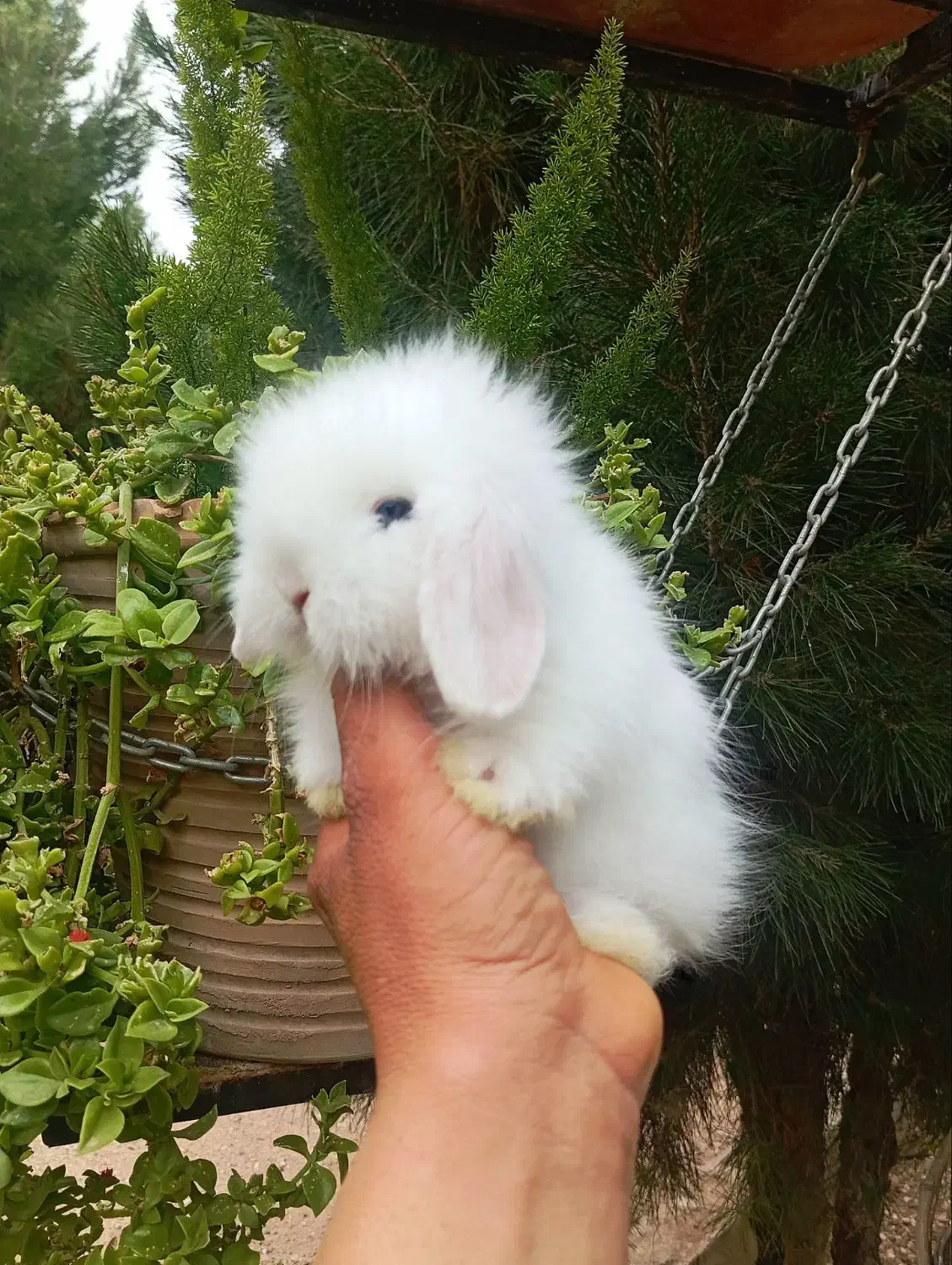 خرگوش لوپ Angle|موش و خرگوش|سنندج, |دیوار