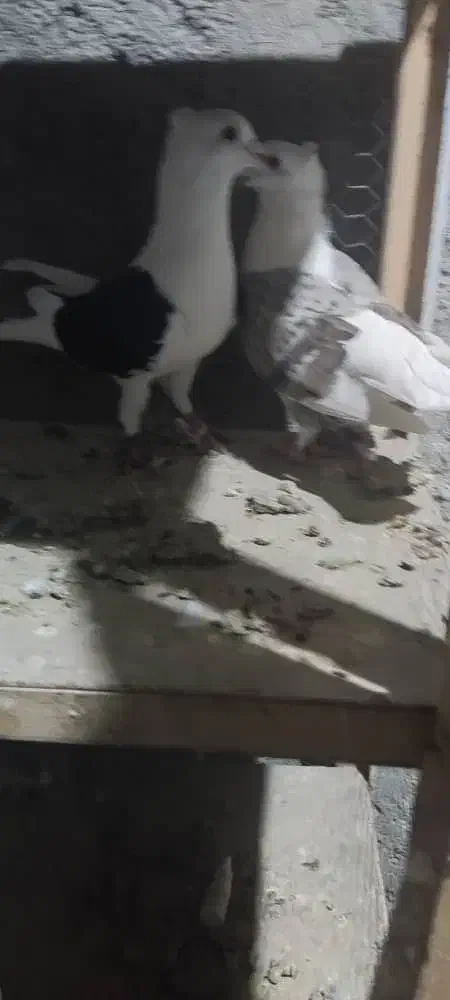 نروماده دوکت پلاکی|پرنده|شوشتر, |دیوار