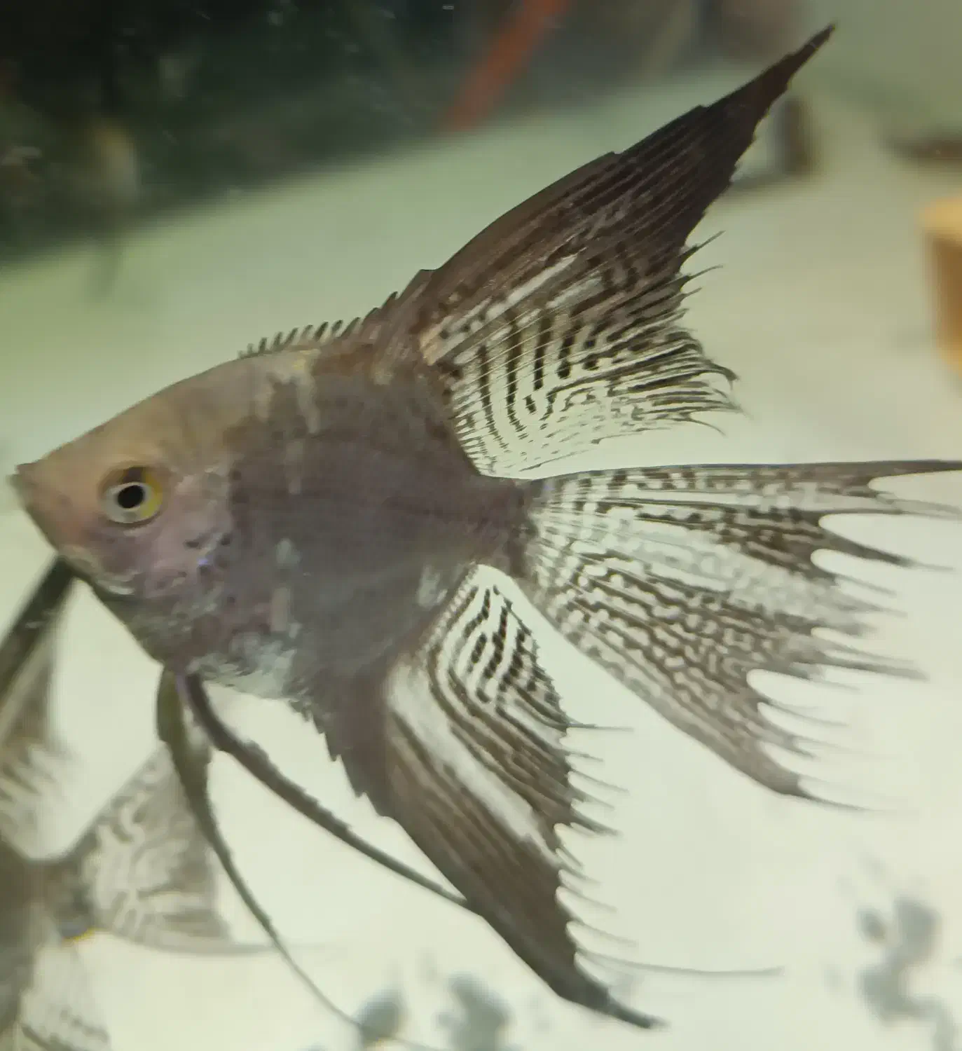 آنجل پیرایبا|ماهی|تهران, قبا|دیوار