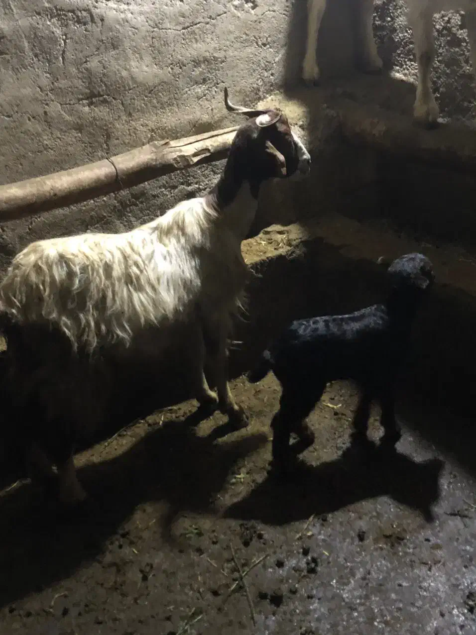 بز به همراه بزغاله|حیوانات مزرعه|ثمرین, |دیوار