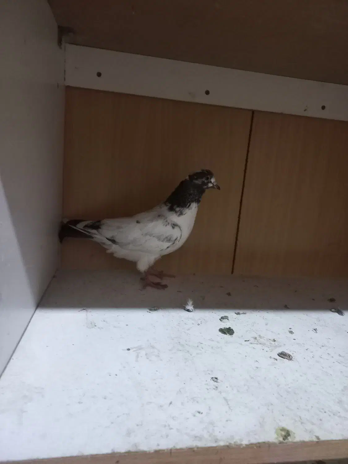 کبوتر پرشی اس|پرنده|بابل, |دیوار