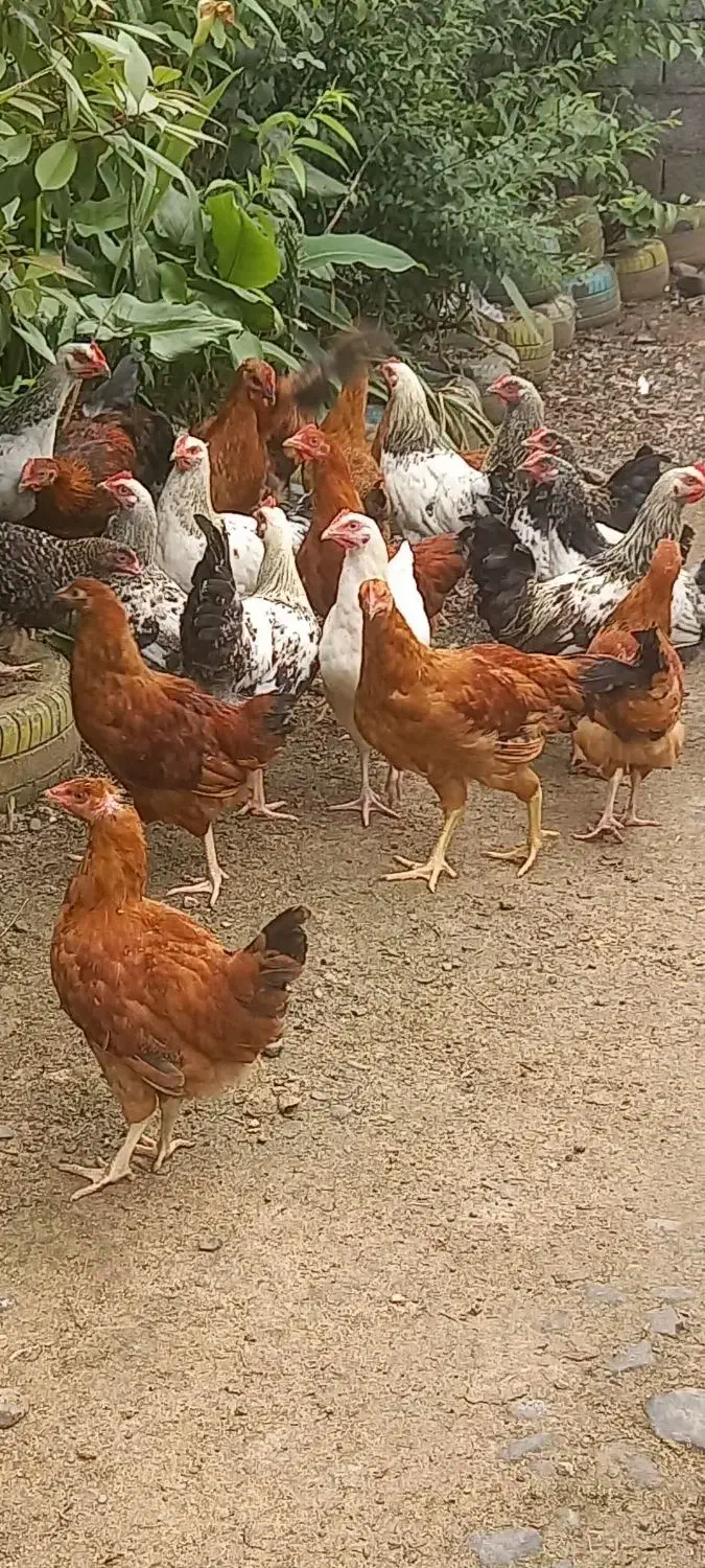 *نیمچه مرغ وخروس ۵ماه ارگانیک.|حیوانات مزرعه|رودسر, |دیوار