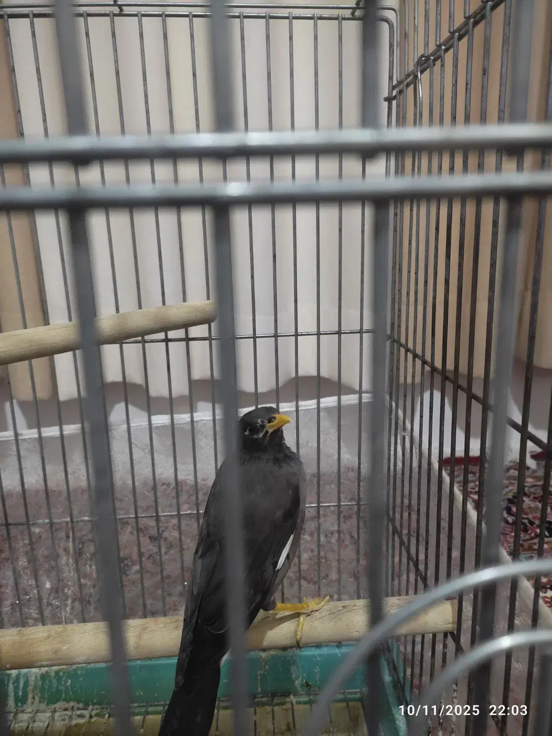 جوجه مینا|پرنده|مشهد, شهرک رازی (شهرک غرب)|دیوار