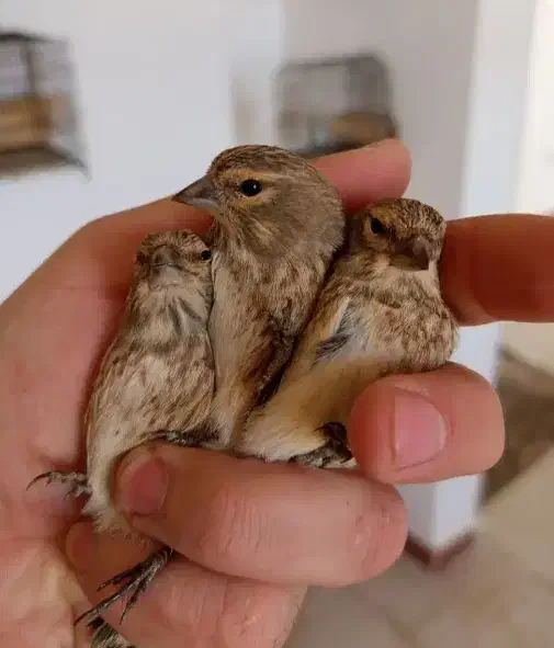 چنتا سهره سینه سرخ قناری.گلبسر.کبوتر.انگشتر|پرنده|کرمانشاه, |دیوار