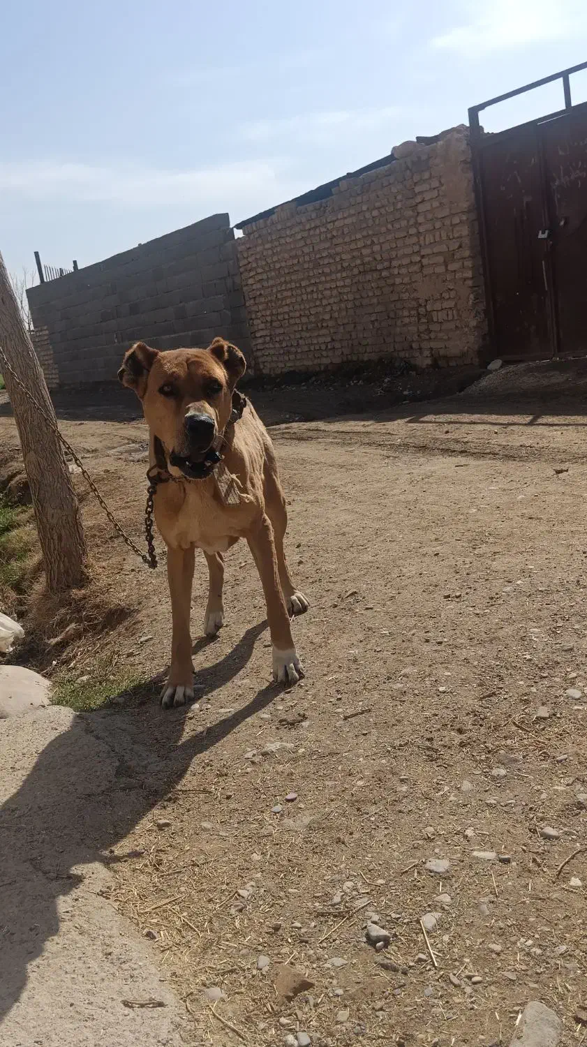 سگ گله|سگ|فیروزه, |دیوار