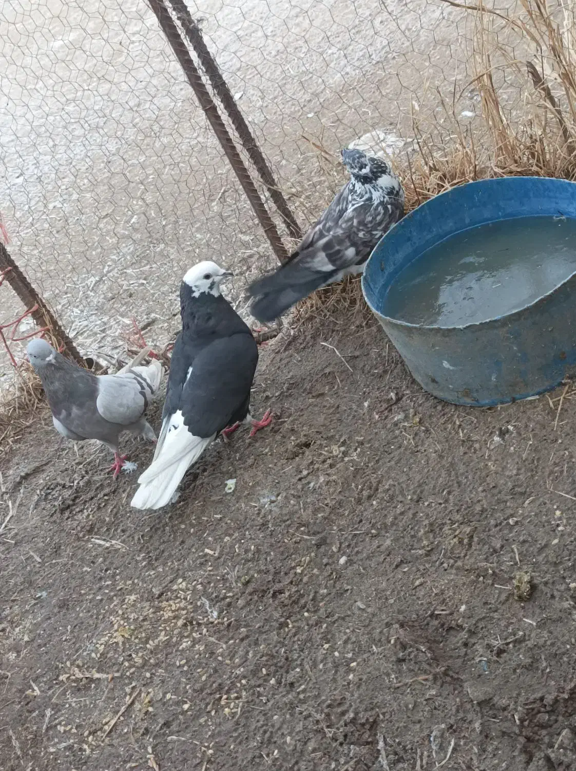 کبوتر|پرنده|ملکان, |دیوار