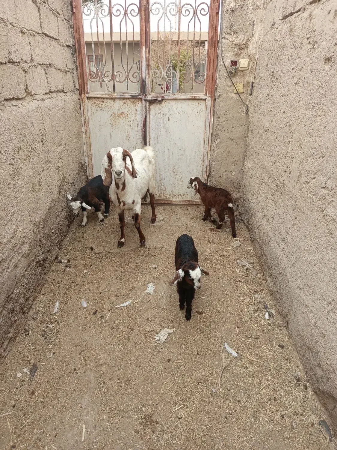 گوسفند ابست و بز جملی|حیوانات مزرعه|زابل, |دیوار