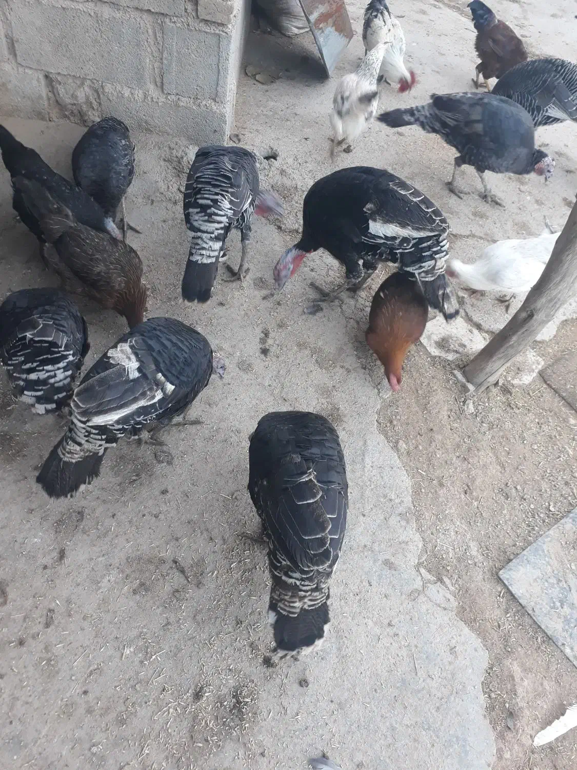 مقداری خروس وبوقلمو مال ا مسال|حیوانات مزرعه|زاغه, |دیوار