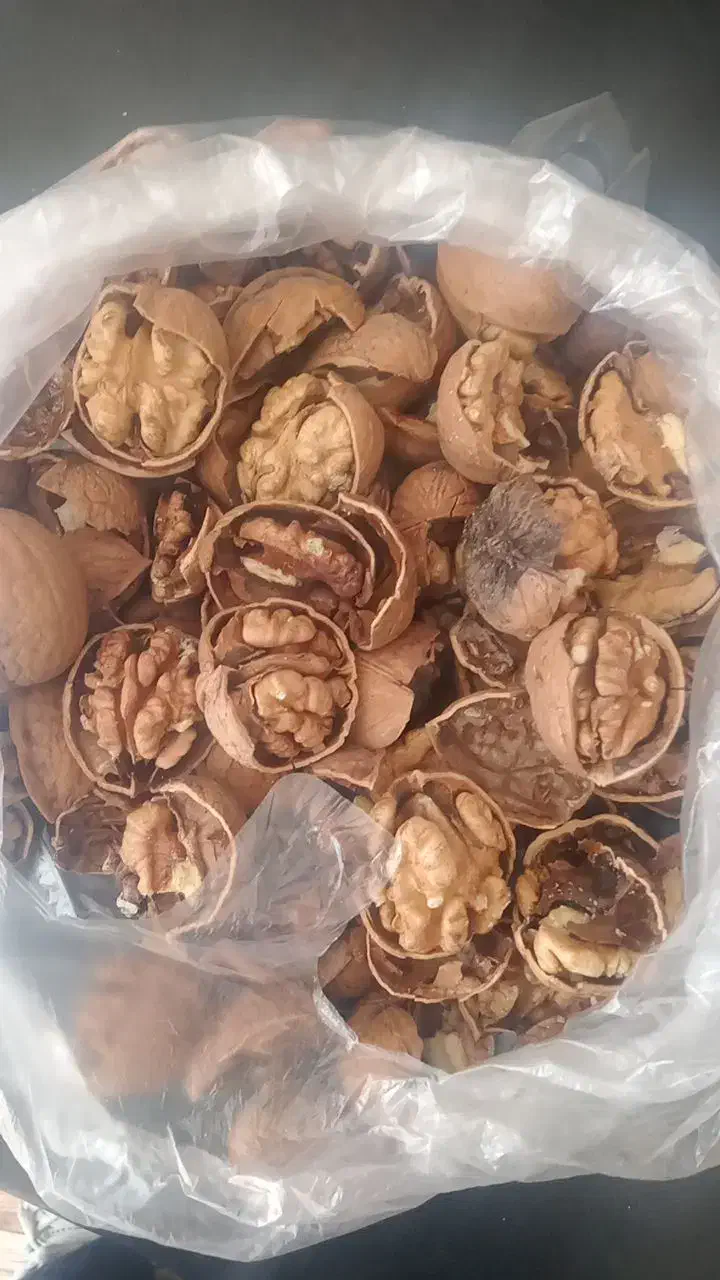 گردو کردستان همه رقمه|خوردنی و آشامیدنی|قم, ارم|دیوار
