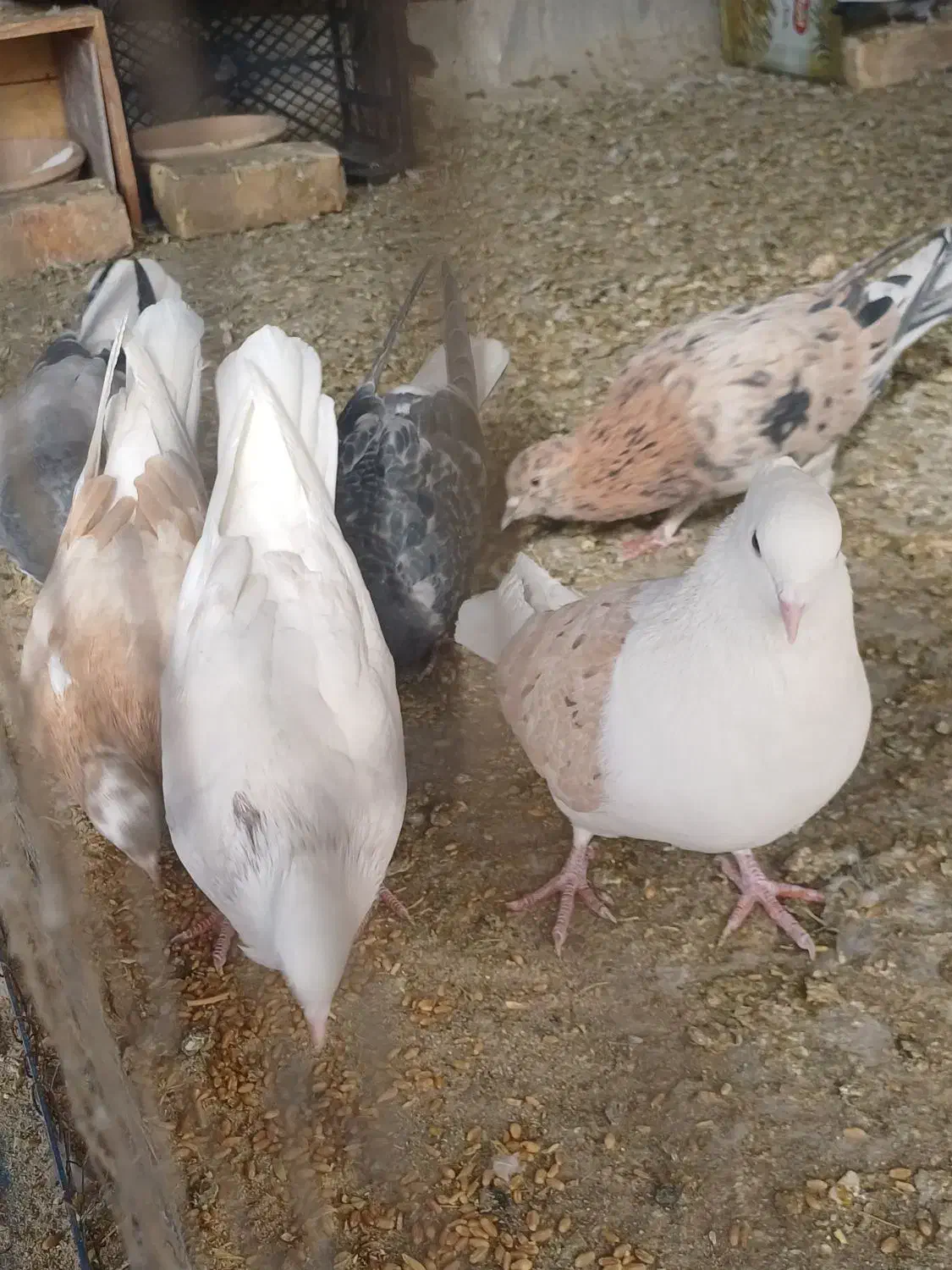 کبوتر، سرور ،دوکت و شازده|پرنده|اصفهان, ارداجی|دیوار