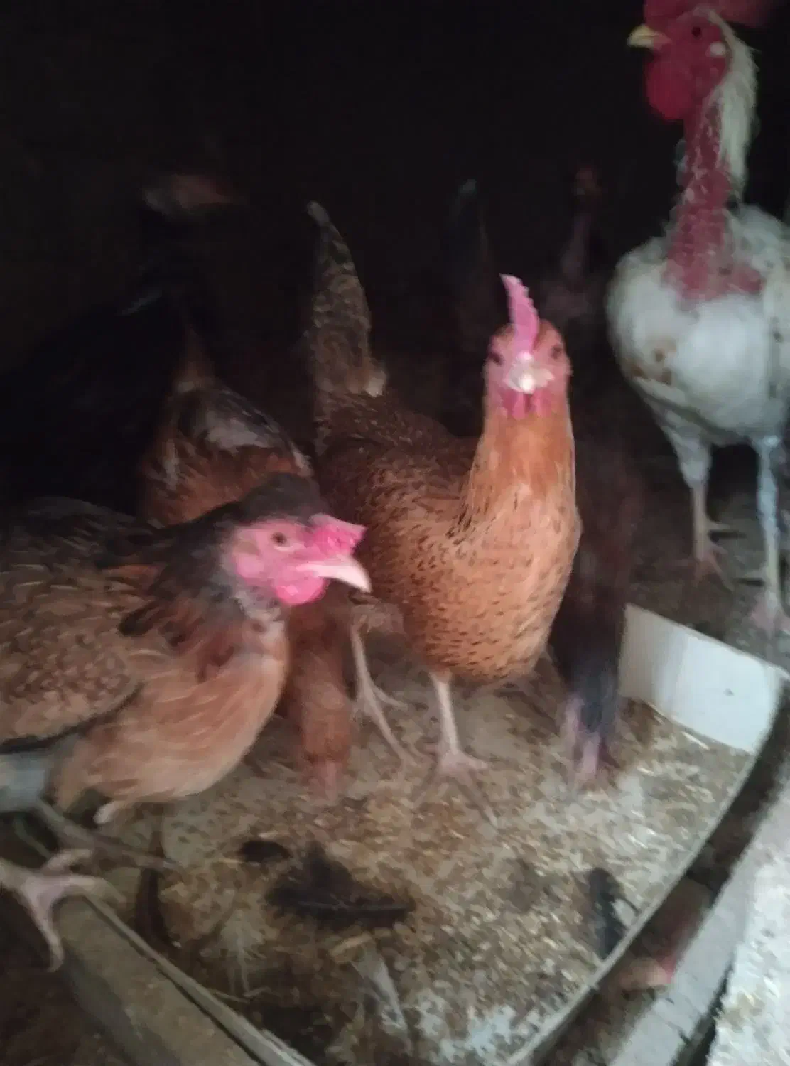 مرغ و خروس|حیوانات مزرعه|نیمروز, |دیوار