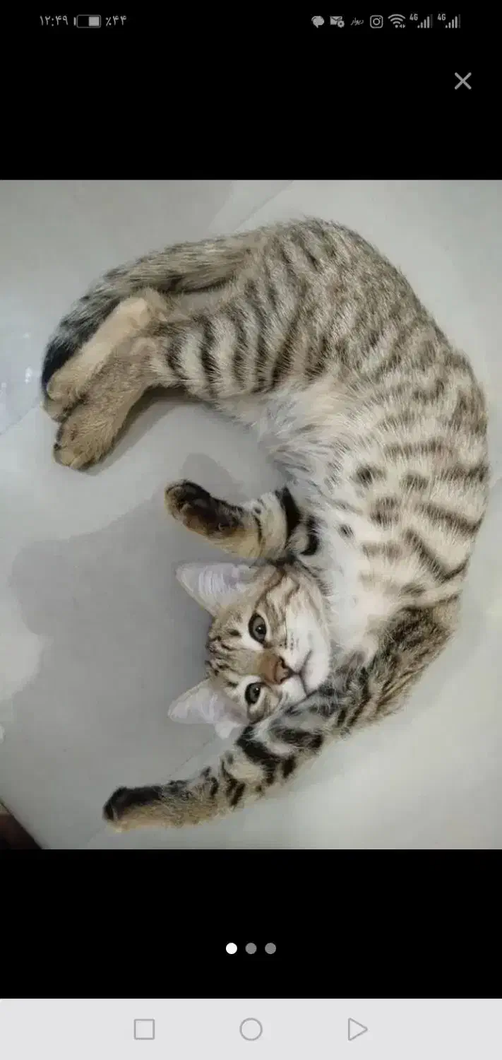 یک بچه گربه دستی|گربه|جهرم, |دیوار