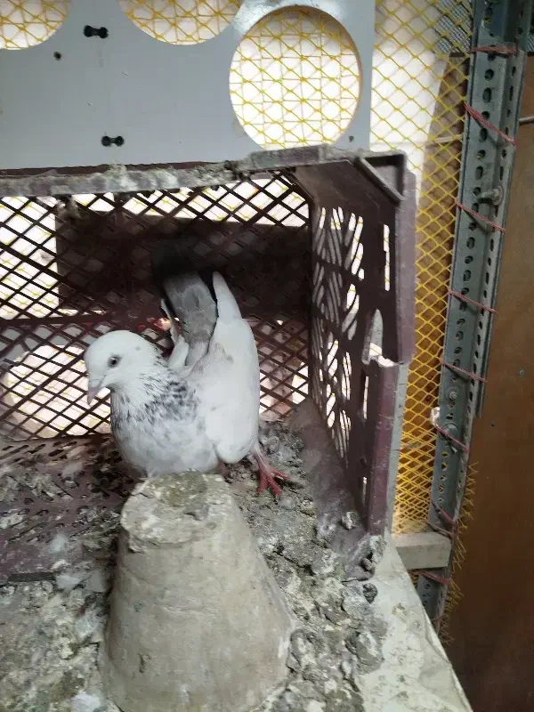 کبوتر نر رفته|حیوانات|تبریز, |دیوار