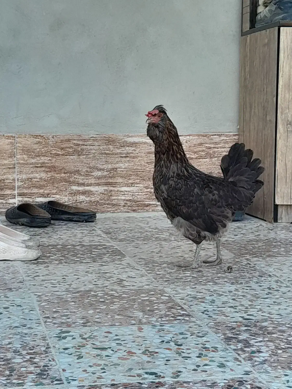 مرغ|حیوانات مزرعه|خورموج, |دیوار