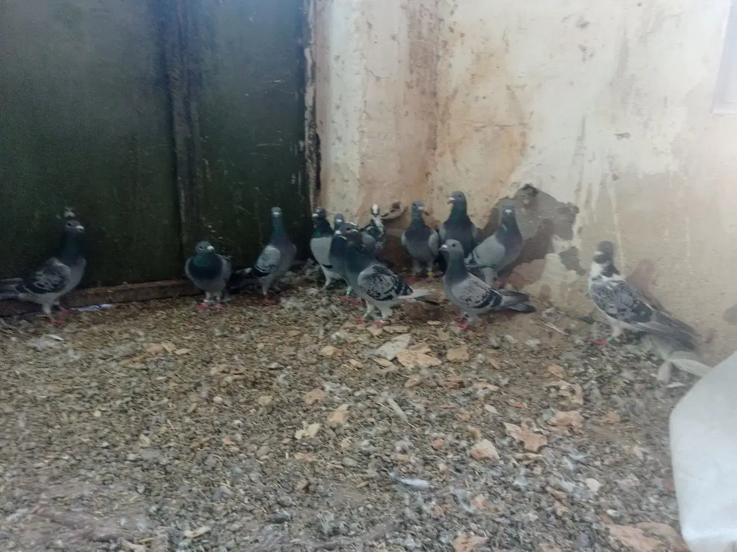 پلاکی|پرنده|دره شهر, |دیوار