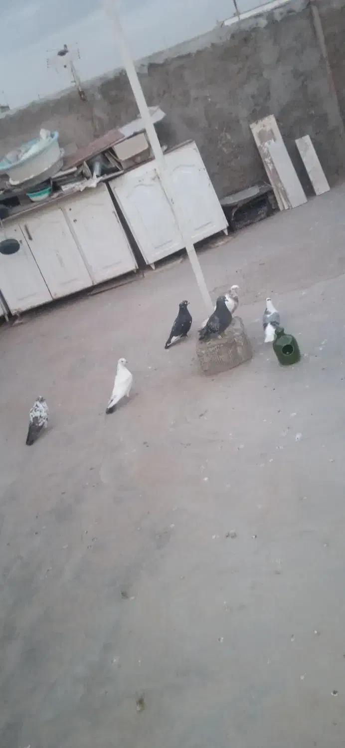 کبوتر|پرنده|قم, شهر قائم|دیوار