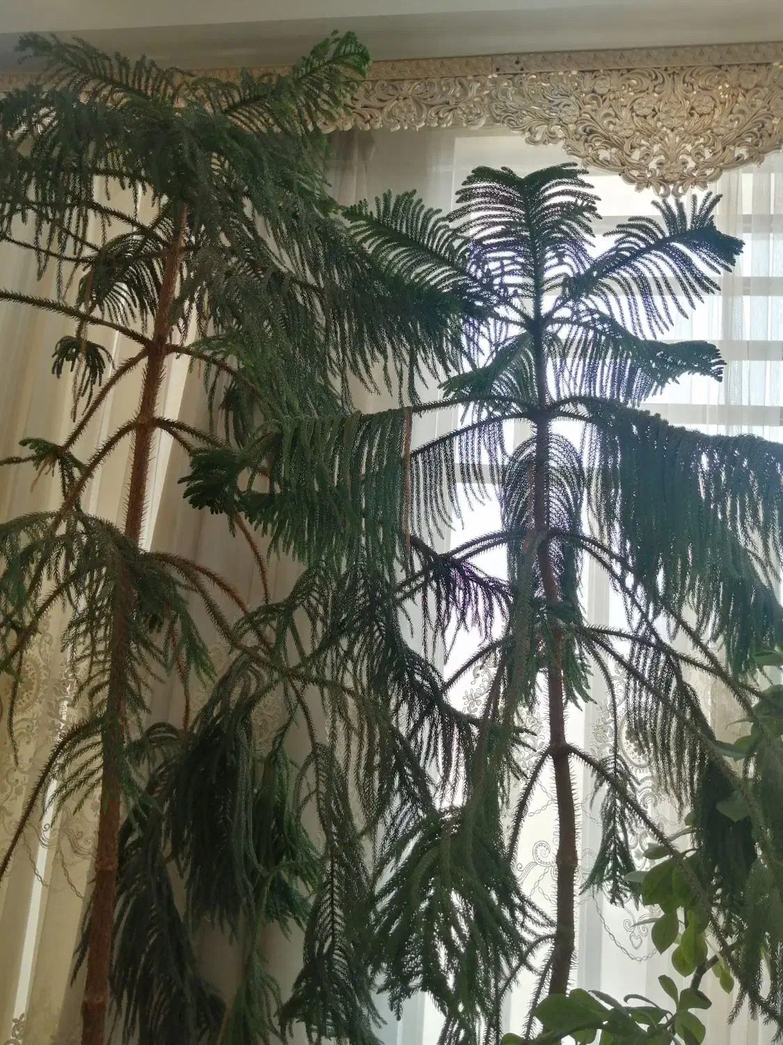 کاج مطبق 2 متر و نیم|گل و گیاه طبیعی|یزد, |دیوار