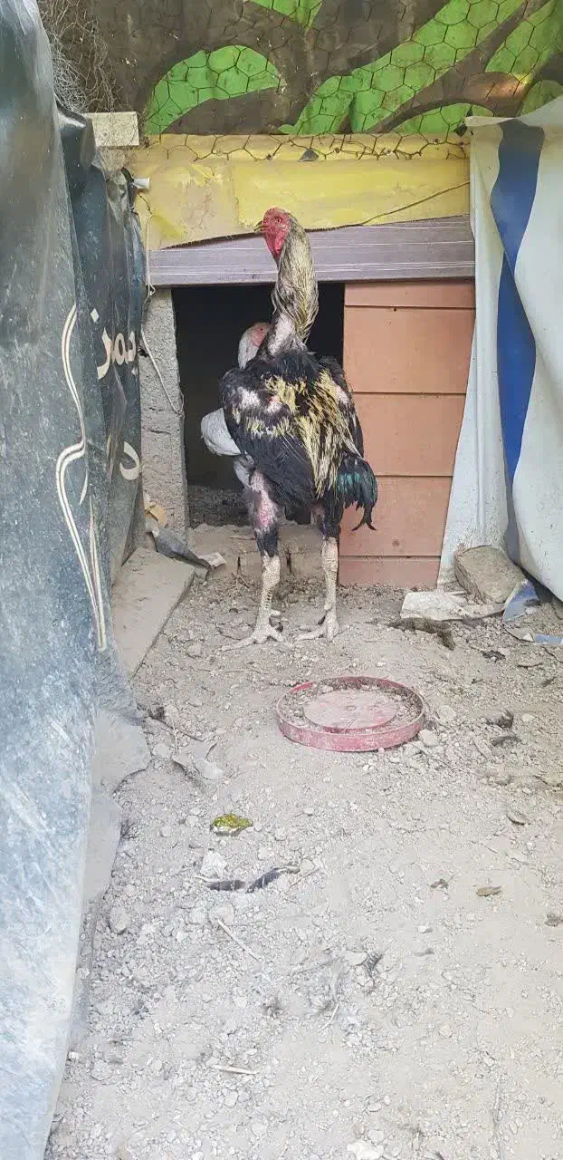 مرغ وخروس لاری اوشامو افغان|حیوانات مزرعه|کوهسار (البرز), |دیوار