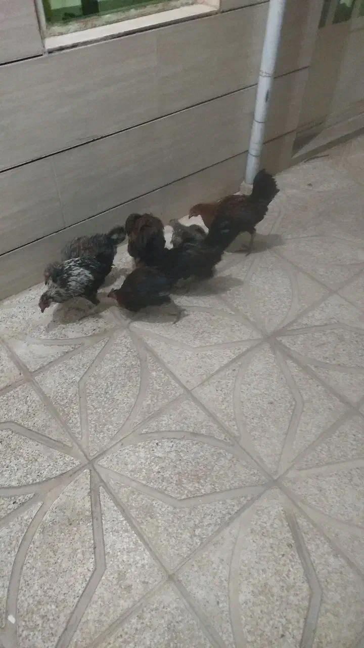 مرغ و خروس سالم|حیوانات مزرعه|کوهدشت, |دیوار