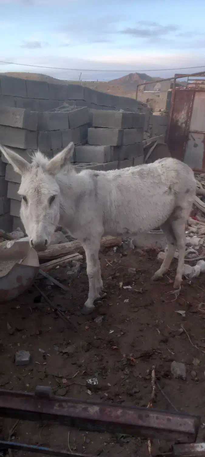 الاغ|حیوانات مزرعه|فریمان, |دیوار