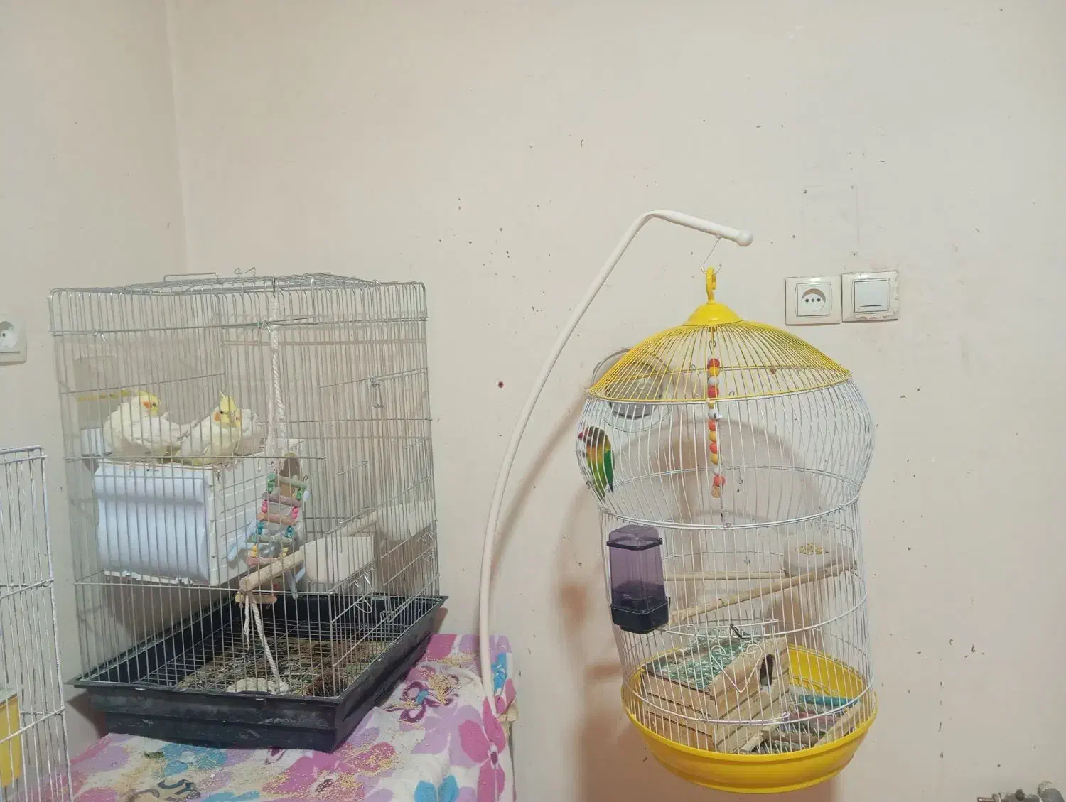 قفس پرنده و پرنده مرغ عشق ماده و نر|پرنده|شیراز, شهرک صدا و سیما|دیوار