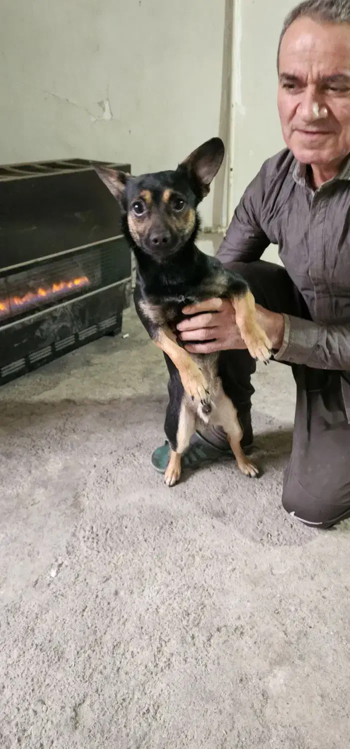 اشپیتز|سگ|تهران, شوش (باغ آذری)|دیوار