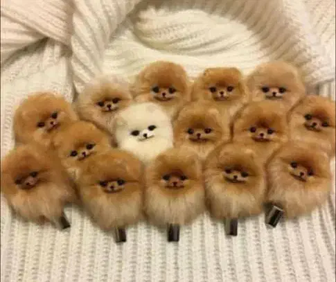 شیتزو،پامرانین،پودل، پیکینیز|سگ|تهران, چیتگر شمالی|دیوار