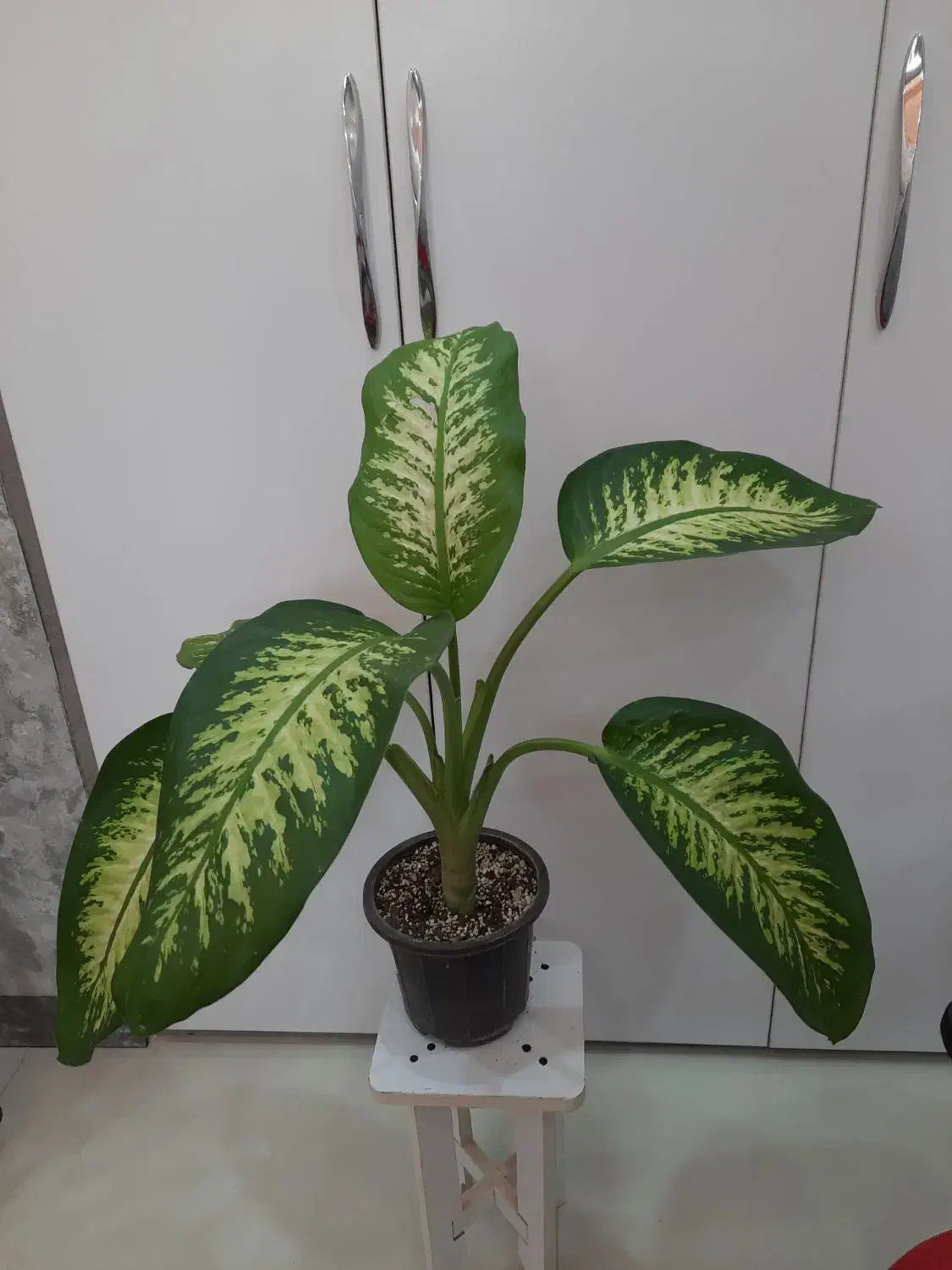 طبیعت را به خانه بباورید|گل و گیاه طبیعی|اهواز, ۳۰ متری|دیوار